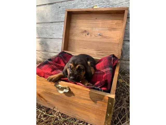 10 AKC bloodhound puppies for sale - 10/10