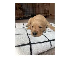 9 Golden Retriever puppies for Sale - 3