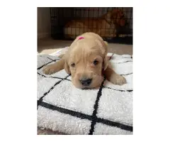 9 Golden Retriever puppies for Sale - 4