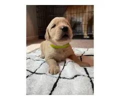 9 Golden Retriever puppies for Sale - 5