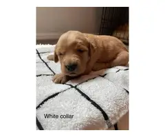 9 Golden Retriever puppies for Sale - 6