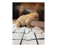 9 Golden Retriever puppies for Sale