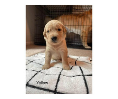 9 Golden Retriever puppies for Sale