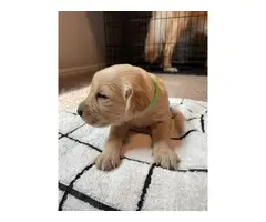 9 Golden Retriever puppies for Sale - 9