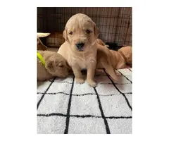 9 Golden Retriever puppies for Sale - 12