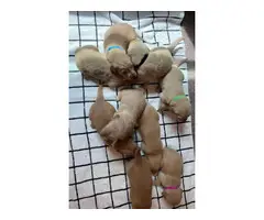9 Golden Retriever puppies for Sale - 13