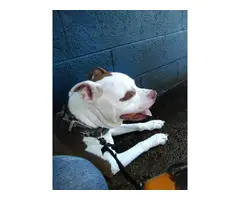 5 months old male purebred pitbull puppy - 5