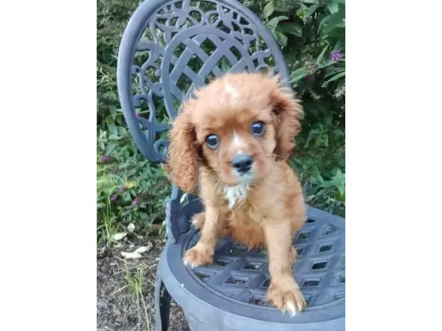 AKC male ruby Cavalier King Charles Spaniel puppy for sale - 1/7
