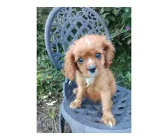 AKC male ruby Cavalier King Charles Spaniel puppy for sale - 1
