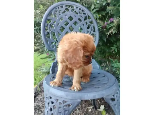 AKC male ruby Cavalier King Charles Spaniel puppy for sale - 2/7