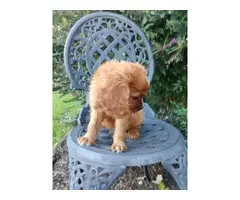 AKC male ruby Cavalier King Charles Spaniel puppy for sale - 2