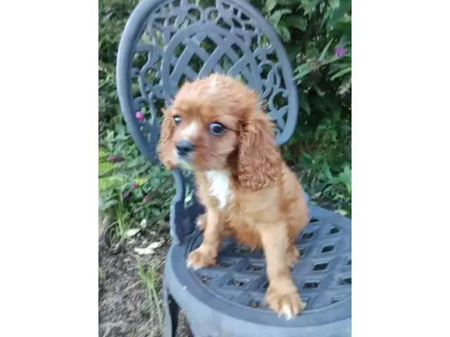 AKC male ruby Cavalier King Charles Spaniel puppy for sale - 3/7