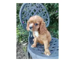 AKC male ruby Cavalier King Charles Spaniel puppy for sale - 3