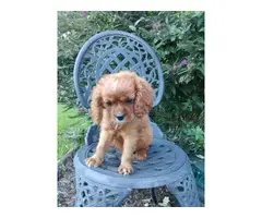AKC male ruby Cavalier King Charles Spaniel puppy for sale - 4