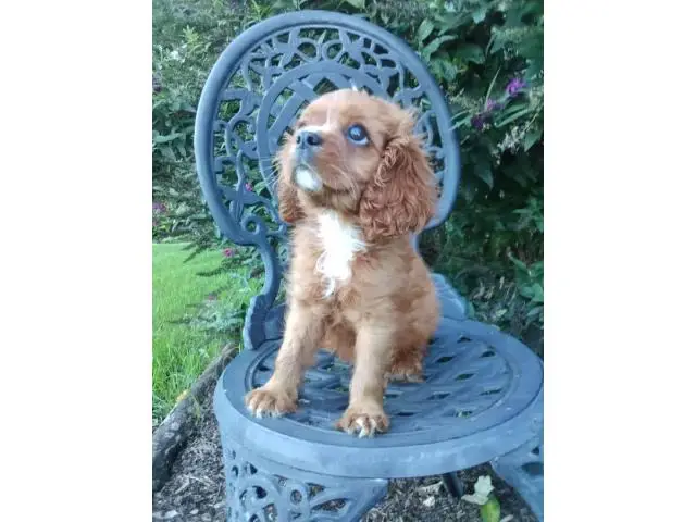 AKC male ruby Cavalier King Charles Spaniel puppy for sale - 5/7
