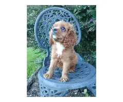 AKC male ruby Cavalier King Charles Spaniel puppy for sale - 5