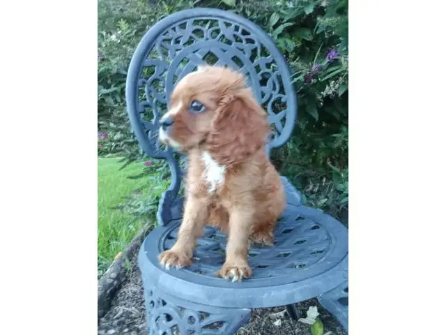 AKC male ruby Cavalier King Charles Spaniel puppy for sale - 6/7