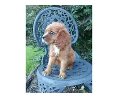 AKC male ruby Cavalier King Charles Spaniel puppy for sale - 6