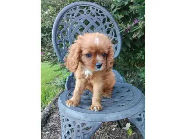 AKC male ruby Cavalier King Charles Spaniel puppy for sale - 7/7