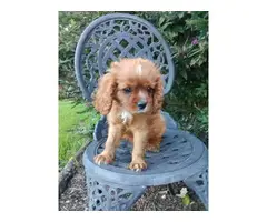 AKC male ruby Cavalier King Charles Spaniel puppy for sale - 7