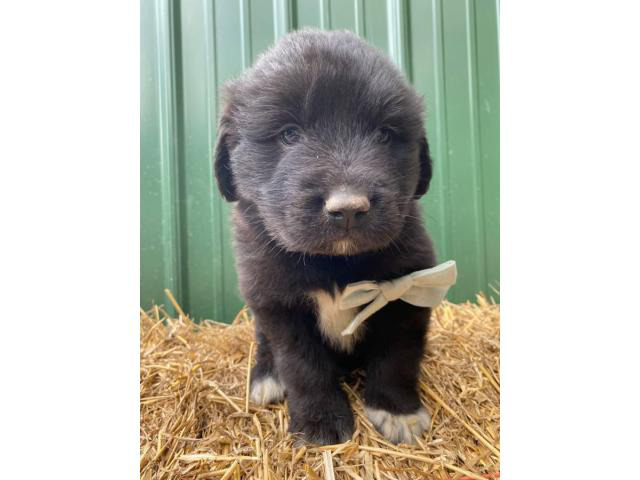 Newfoundland-Great Pyrenees mix puppies Grand Rapids - Puppies for Sale