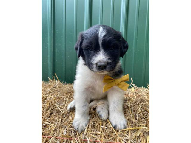 Newfoundland-Great Pyrenees mix puppies Grand Rapids - Puppies for Sale