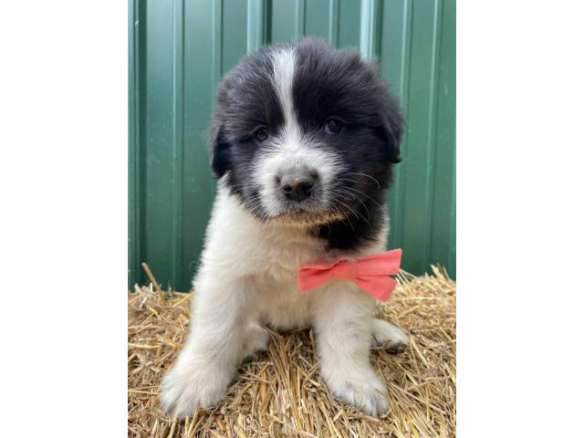 Newfoundland-Great Pyrenees mix puppies Grand Rapids - Puppies for Sale