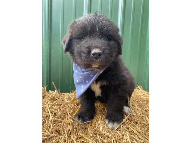 Newfoundland-Great Pyrenees mix puppies Grand Rapids - Puppies for Sale