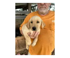 AKC registered yellow and black Lab puppies