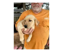 AKC registered yellow and black Lab puppies - 2