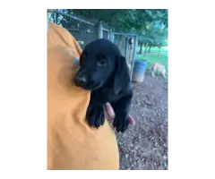 AKC registered yellow and black Lab puppies - 3
