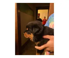 3 male Rottweiler puppies for sale
