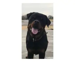 3 male Rottweiler puppies for sale