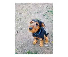 Airedale Terrier pups looking for a good home - 5