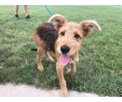 Airedale Terrier pups looking for a good home - 6