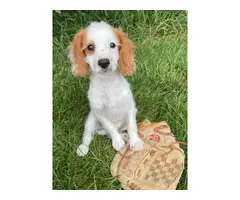 3 adorable and playful Cavapoo puppies