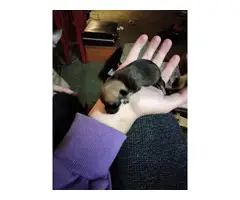 Apple Head Chihuahua Puppies