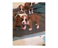 6 females and 2 males Boxer puppies for sale