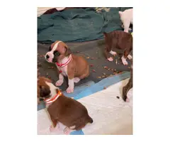 6 females and 2 males Boxer puppies for sale - 2