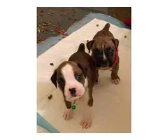 6 females and 2 males Boxer puppies for sale - 3