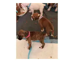6 females and 2 males Boxer puppies for sale - 4