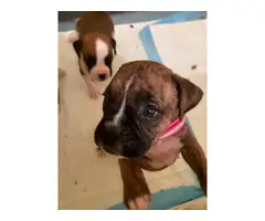 6 females and 2 males Boxer puppies for sale - 5