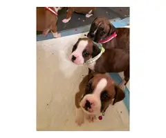 6 females and 2 males Boxer puppies for sale - 6