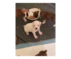 6 females and 2 males Boxer puppies for sale - 7