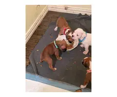 6 females and 2 males Boxer puppies for sale - 8