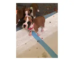 6 females and 2 males Boxer puppies for sale - 10