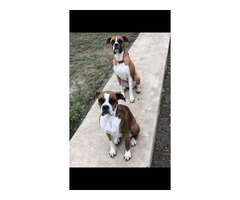 6 females and 2 males Boxer puppies for sale