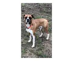 6 females and 2 males Boxer puppies for sale - 14
