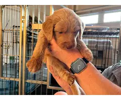 5 Double Doodle Puppies for Sale
