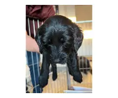 5 Double Doodle Puppies for Sale - 2